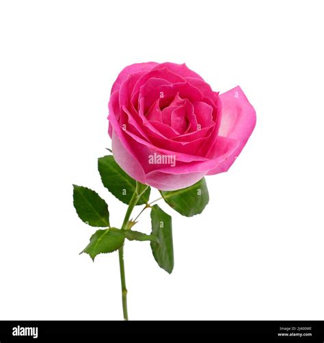 Beautiful Pink Rose Flower Isolated On White Background Stock Photo Alamy