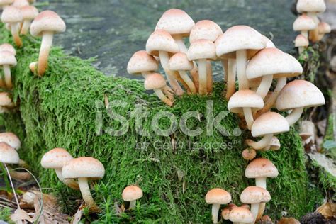 Autumn Mushrooms Stock Photo Royalty Free Freeimages