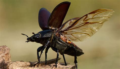 Stag Beetle Facts The Uks Largest Beetle And Where To See It