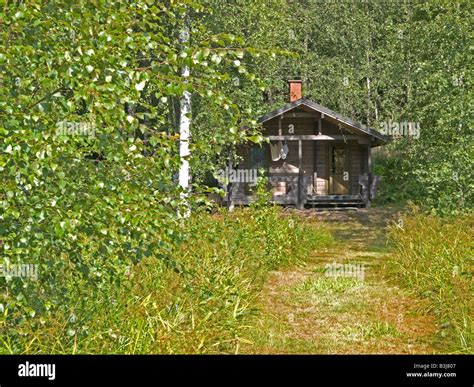 Sauna Block Cabin Timber Wooden Hut Hidden Between Birch Trees On