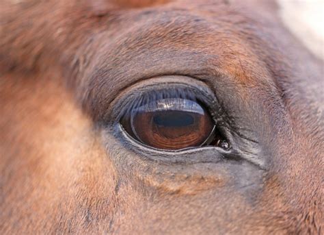 Generally economics preclude preoperative treatments in cattle. Pink Eye in Horses | petMD