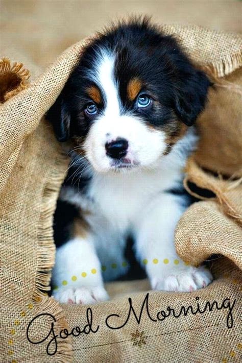 Good Morning Puppy Love Imagenes De Perros Perros Cachorros Perros