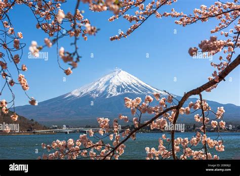 Mt Fuji Japan On Lake Kawaguchi During Spring Season With Cherry