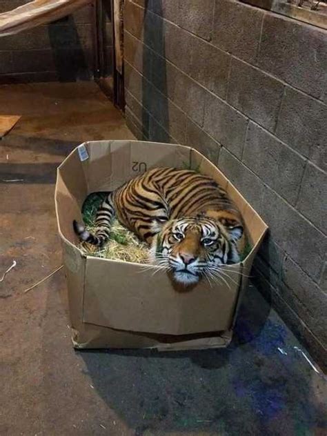 20 Funny Big Cats Who Love Cardboard Boxes Too