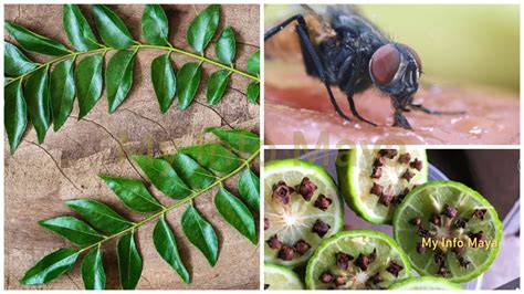Cara Halau Lalat Paling Berkesan Tanpa Racun Serangga Cepat Dan Murah