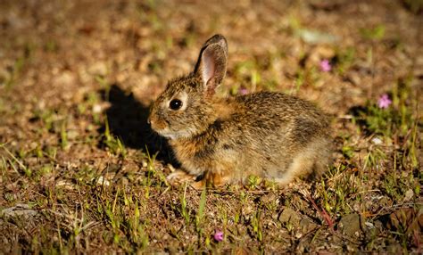 Pygmy Rabbit While We Were Parked At Owyhee State Park We Flickr