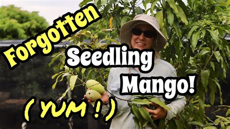 Forgotten Seedling Mango Yum Youtube