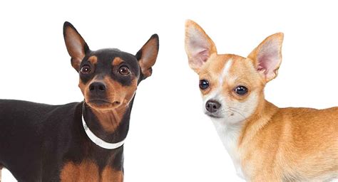 Miniature Pinscher Chihuahua Mix Breed A Guide To The Chipin Dog