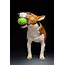 Cool Dog Stuff 5 Must Have Items For Your Home  Hosbegcom