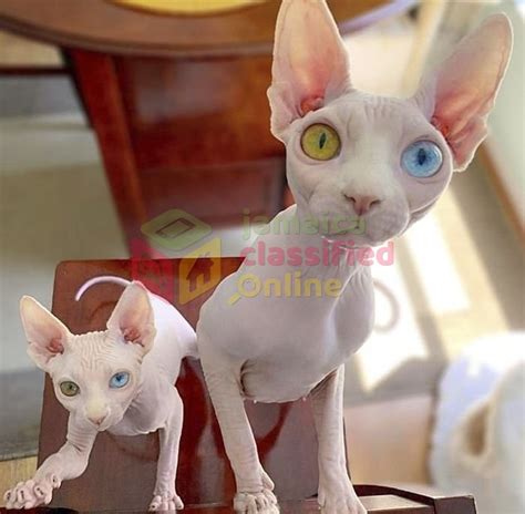 Sphynx And Bengal Kittens Available For Adoption For Sale In Half T