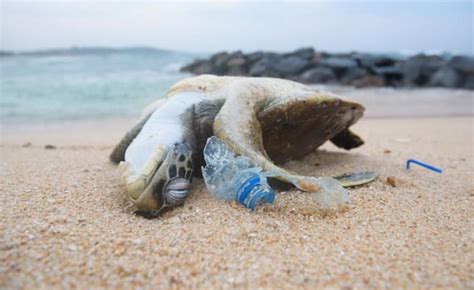 Satellites Can Identify Ocean Plastic Pollution