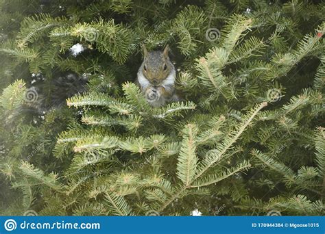 Praying Squirrel In Tree Stock Photo Image Of Adult 170944384