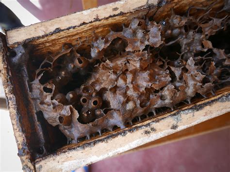Where Does Stingless Honey Come From — Maasai Honey