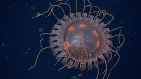 Scientists Discover A New Species Of Deep Sea Crown Jelly In Monterey Bay