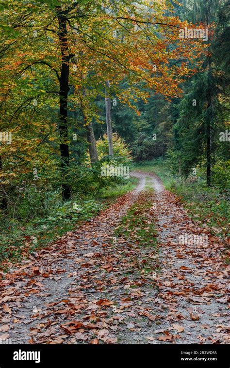 Forest Path In Autumn Lower Saxony Germany Stock Photo Alamy