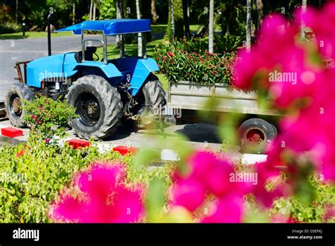 Bougainvillea Flowers In A Garden Bright Pink Flowers Blue Truck On