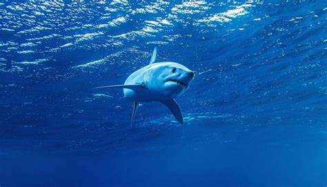 They can keep warmer than the slower sharks and they're. Come to find out how this shark is able to swim as fast as ...