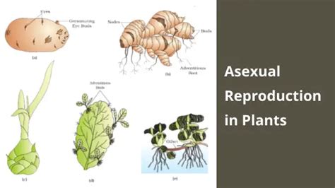 Asexual Reproduction In Plants Definition Methods
