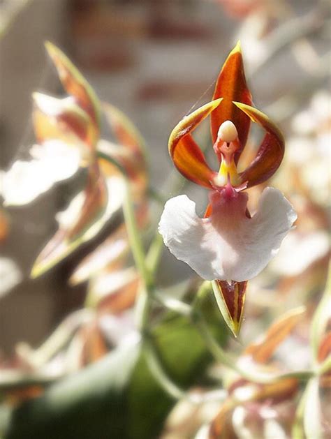 Pin By Jennifer Wendling On Insane Orchids Strange Flowers Unusual Flowers