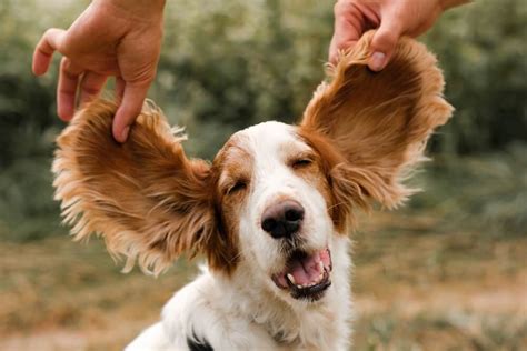 Ear Infections In Dogs Causes Symptoms And Treatments Raised Right