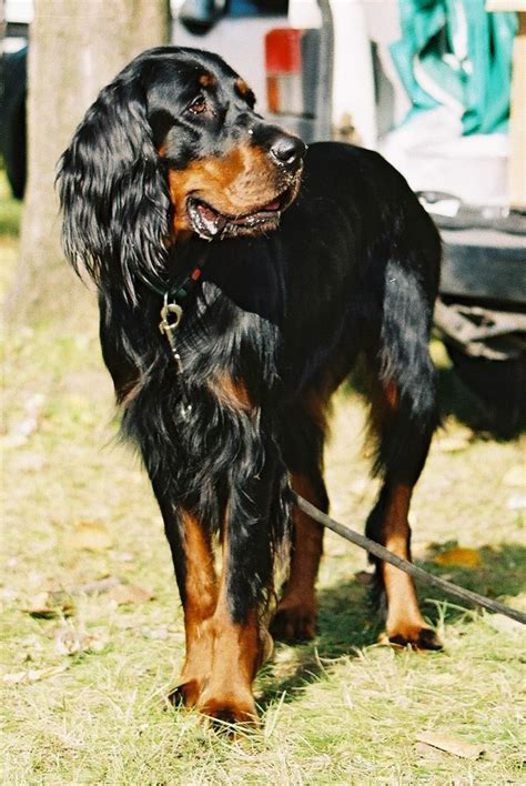 Gordon Setter The Gordon Setter Is A Large Scottish Breed Of Dog And