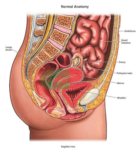Want to discover art related to internal_organs? Diagram Of Female Internal Organs | Human anatomy female ...
