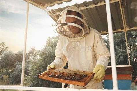 Beekeeper In Uniform With Honey Frame At Apiary Stock Photo Image Of