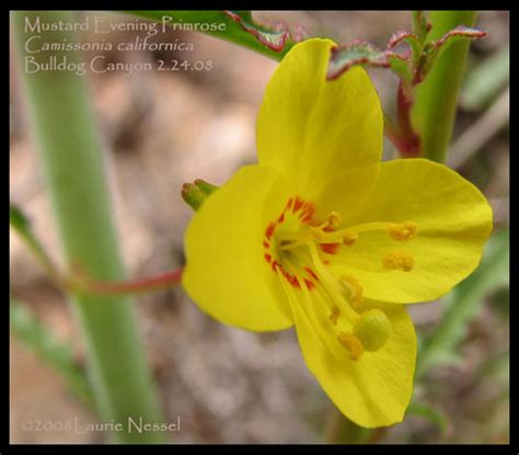 See more ideas about sonoran desert, fauna, flora. Evening Primroses in the Sonoran Desert