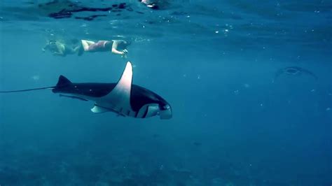 Snorkeling With Manta Rays In Nusa Penida Bali Youtube