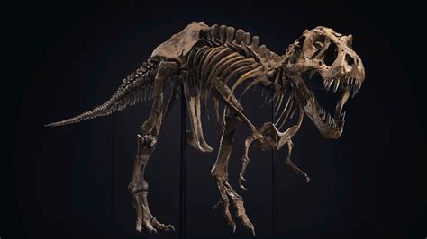 A T Rex Skeleton Arrives In Rockefeller Center Ahead Of Auction The