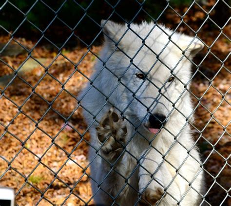 Meet The Wolves Wolf Conservation Center In South Salem Ny