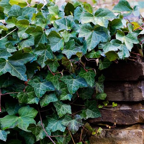 English Ivy Vines For Sale