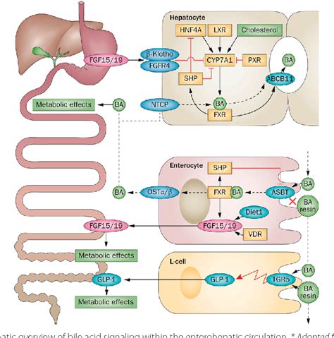Pdf Gut Microbiota And Nuclear Receptors In Bile Acid And Lipid
