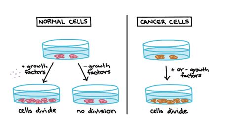 In cell biology, mitosis (/maɪˈtoʊsɪs/) is a part of the cell cycle in which replicated chromosomes are separated into two new nuclei. Cancer and the cell cycle | Biology (article) | Khan Academy