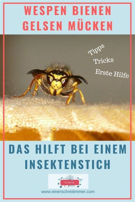 Wespenstiche Bienenstiche Gelsen Mücken Und Co Das Hilft Wirklich So Vermeidet Ihr