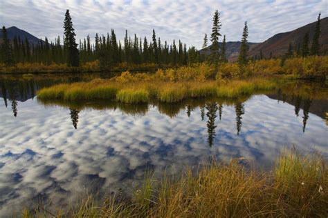 Panel Calls For Protecting Worlds Largest Boreal Forest Eideard