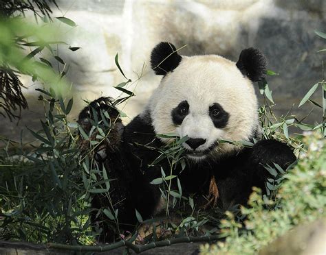 Great Panda Iii Photograph By Keith Lovejoy Fine Art America