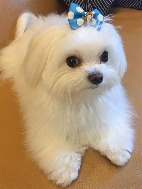 What you need to do is. it's so cute #maltese | Maltese dog breed, Maltese puppy, Cute puppies