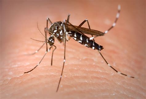 9 Facts About Mosquitoes In Northern Virginia And How To Control Them