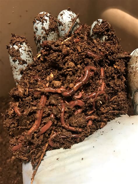 Red Wiggler Worms 1 Lb Newsoil Vermiculture Llc