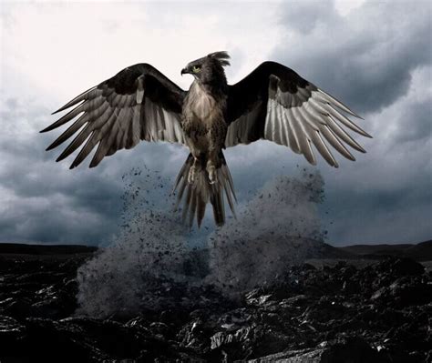 Le V Ritable Oiseau Phoenix Cr Ature Mythique Grecque Petsnurturing Sport And Life