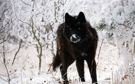 Black Wolf Wallpapers Wallpaper Cave