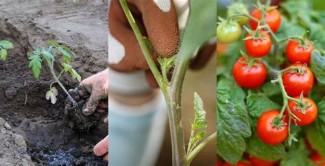 10 Pro Tips For Growing Tasty And Abundant Tomatoes Tomato Fertilizer