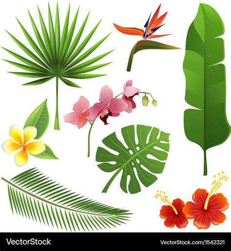 Tropical Plants Royalty Free Vector Image Vectorstock