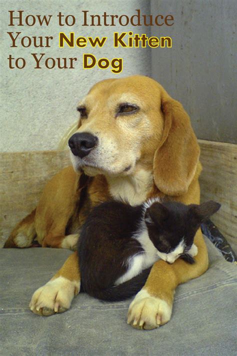 How To Introduce Kittens To Dogs Your Cats And Dogs Can Get Along