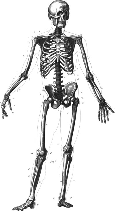 Download Skeleton Free Png Transparent Image And Clipart