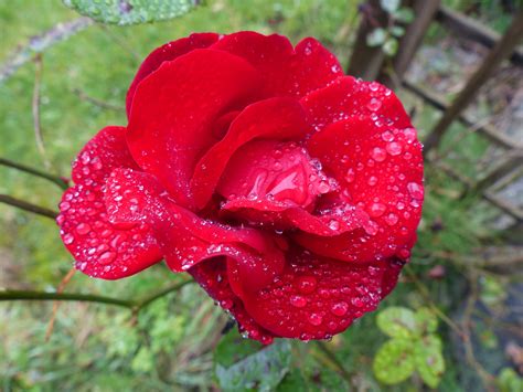 Images Gratuites La Nature Fleur Rosée Pétale Floraison Amour