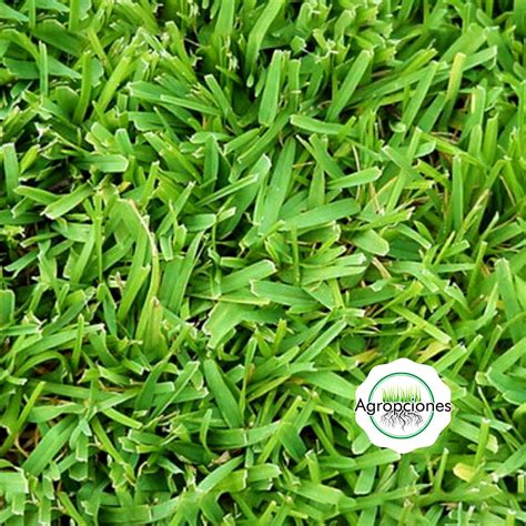 Semilla De Bermuda Grass Cesped Agroads