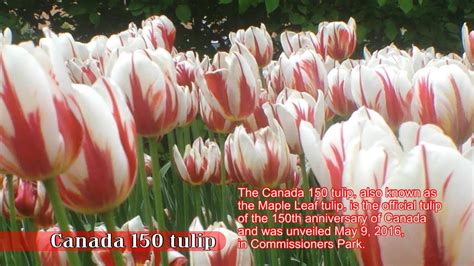 Tulip Festival Ottawa Commissioners Park Address