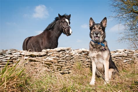Keep Dogs And Horses Safe Around Each Other Blue Cross